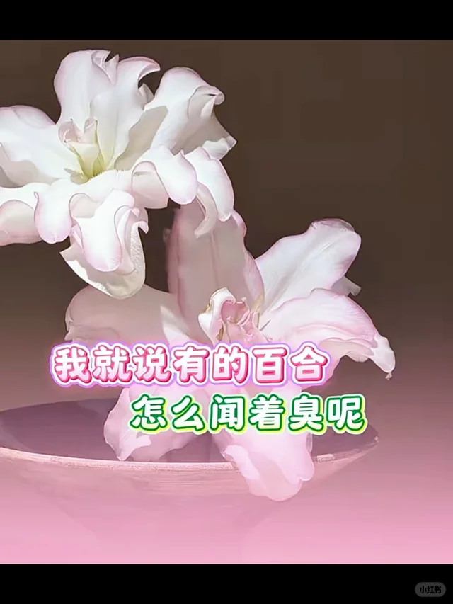 突然明白为什么用百合形容两个女孩了